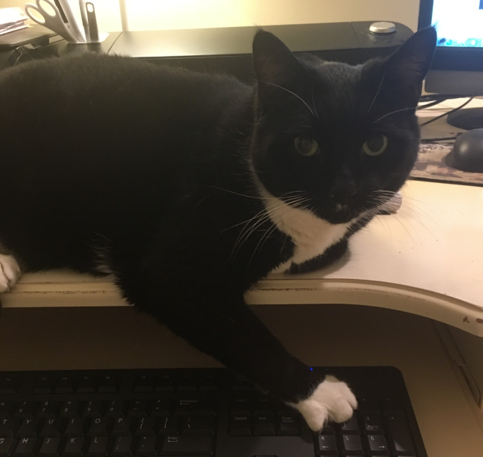 Cat Care VIP Pet & House Sitting